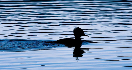 Above the water: smooth sailing. Below the water: frantic paddling to stay afloat.